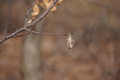 Thyridopteryx ephemeraeformis