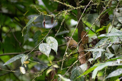 Basileuterus tristriatus