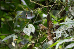 Basileuterus tristriatus