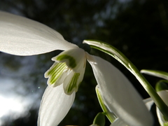 Galanthus nivalis