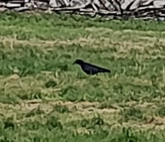 Pyrrhocorax pyrrhocorax