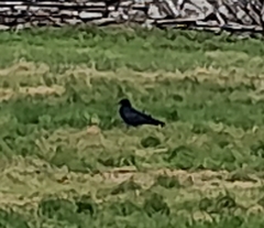 Pyrrhocorax pyrrhocorax