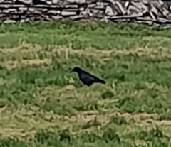 Pyrrhocorax pyrrhocorax