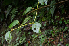 Begonia glabra