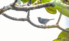 Diglossa caerulescens