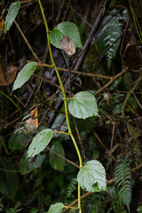 Begonia glabra