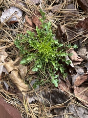 Borodinia missouriensis