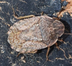 Sciocoris