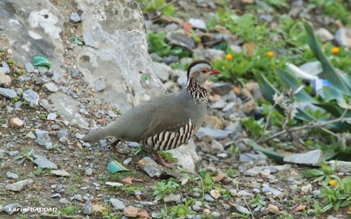 Alectoris barbara