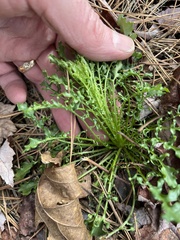 Borodinia missouriensis