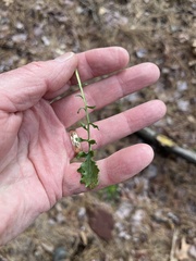 Borodinia missouriensis