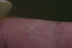 Frankliniella