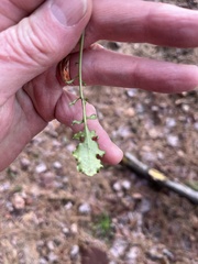Borodinia missouriensis