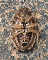 Sciocoris