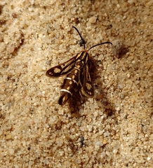 Pyropteron triannuliformis