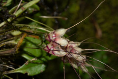 Masdevallia nidifica