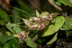 Masdevallia nidifica