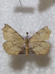 Artiora evonymaria