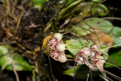 Masdevallia nidifica