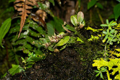 Masdevallia nidifica