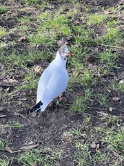 Chroicocephalus ridibundus