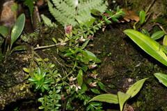 Masdevallia nidifica