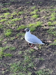 Chroicocephalus ridibundus