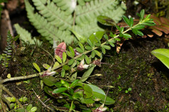 Peperomia galioides