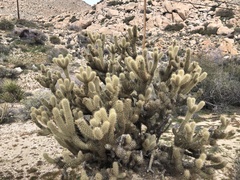 Cylindropuntia wolfii