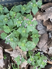 Lamium purpureum