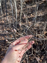 Rhododendron viscosum