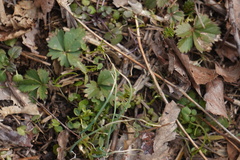 Potentilla canadensis