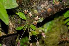 Masdevallia nidifica
