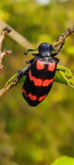 Hycleus biundulatus