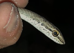 Psammophis schokari