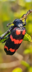 Hycleus biundulatus