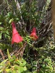 Philesia magellanica