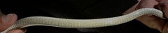 Psammophis schokari