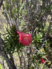 Philesia magellanica