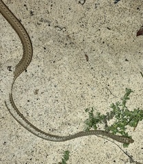 Psammophis schokari