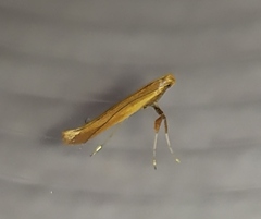 Caloptilia elongella