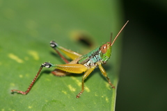 Caryanda spuria