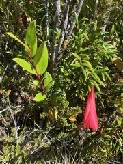 Philesia magellanica