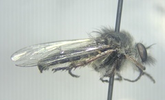 Heteropogon