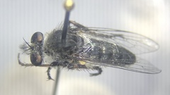 Heteropogon