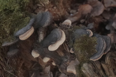 Gloeophyllum odoratum