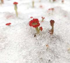 Cladonia bellidiflora
