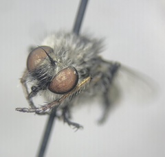 Heteropogon