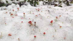 Cladonia bellidiflora