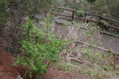 Gonospermum fruticosum